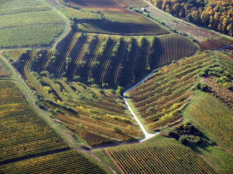 Wine Regions